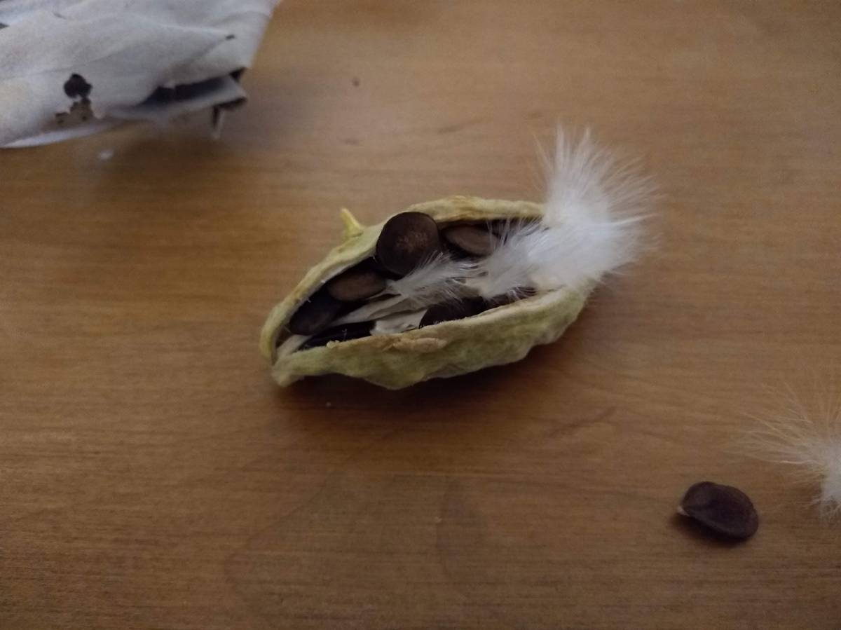 Pod Opens, Clean Bill of Health and New Pig&nbsp;Attack