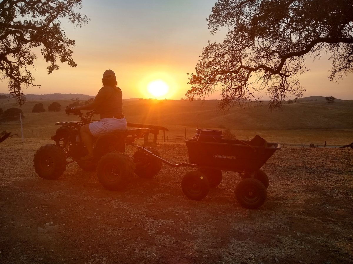 More Blooms But No Butterflies. Cows Return and Bust Up The&nbsp;Joint.