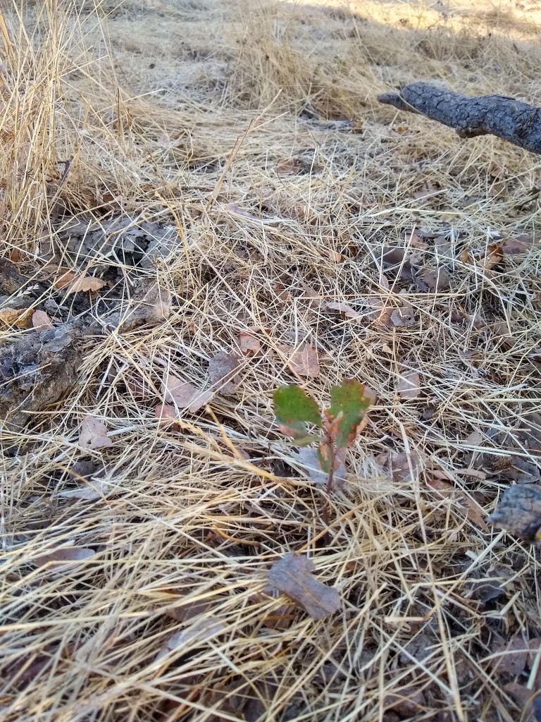Oak seedling
