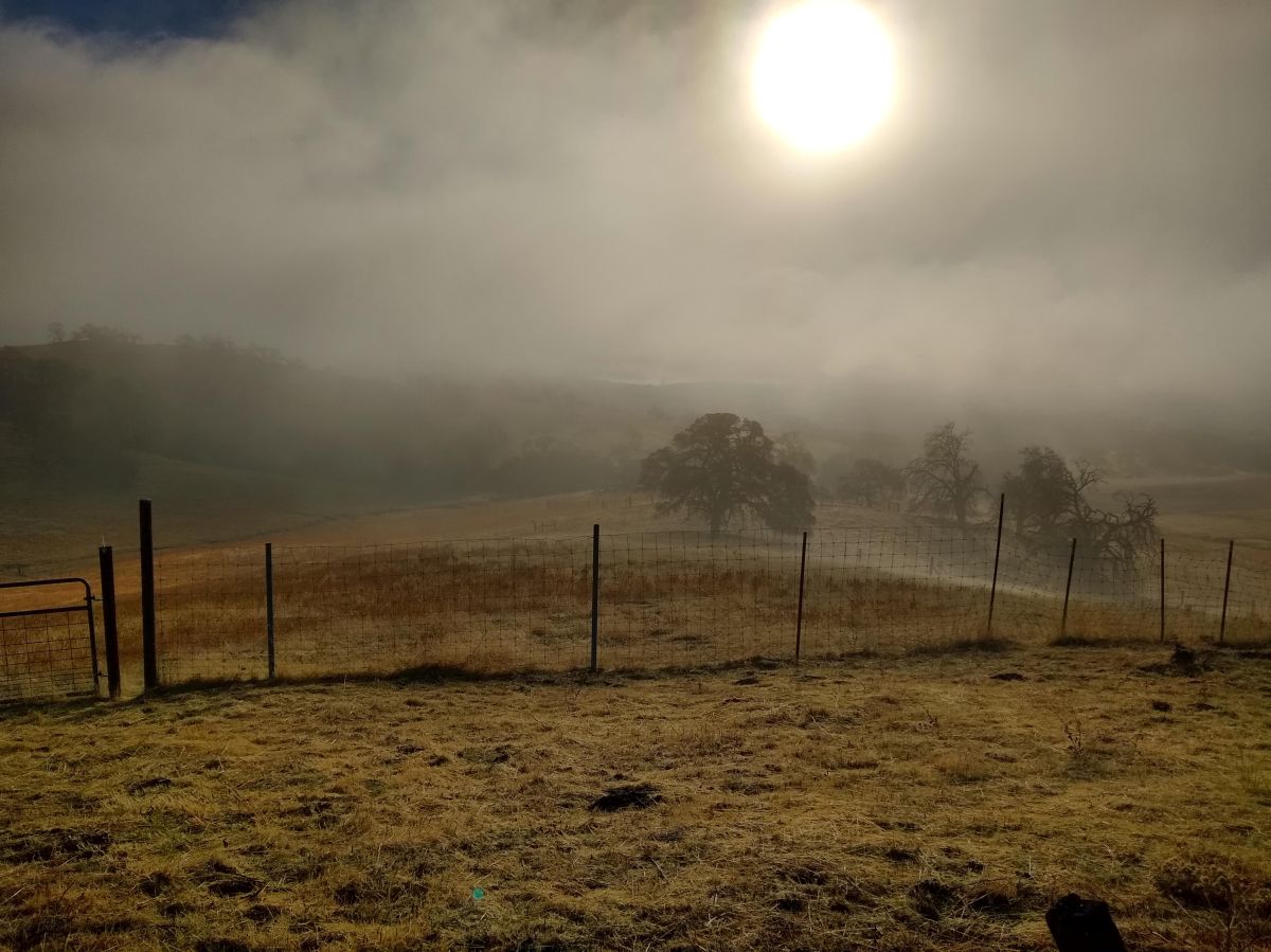 Rain = Happiness. Low Monarch Count =&nbsp;Heartbreak