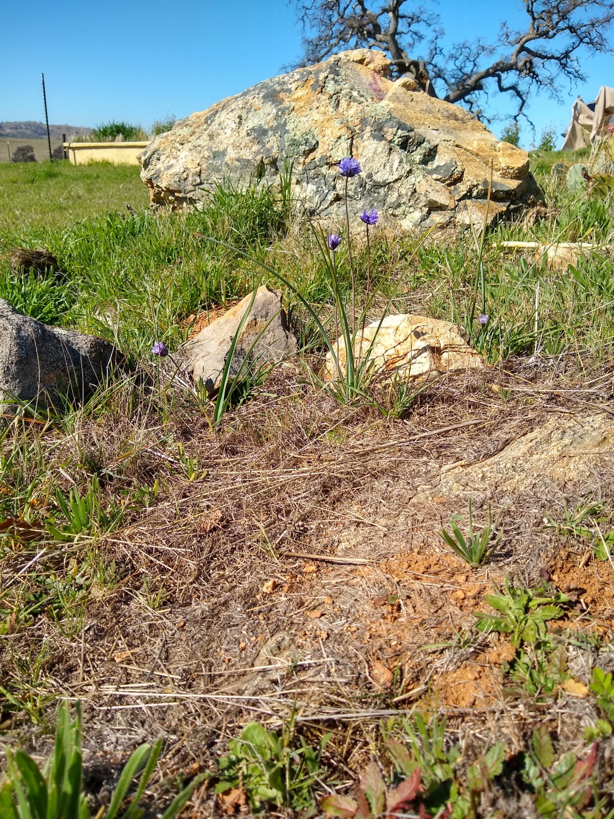 Let the Blooms&nbsp;Begin!