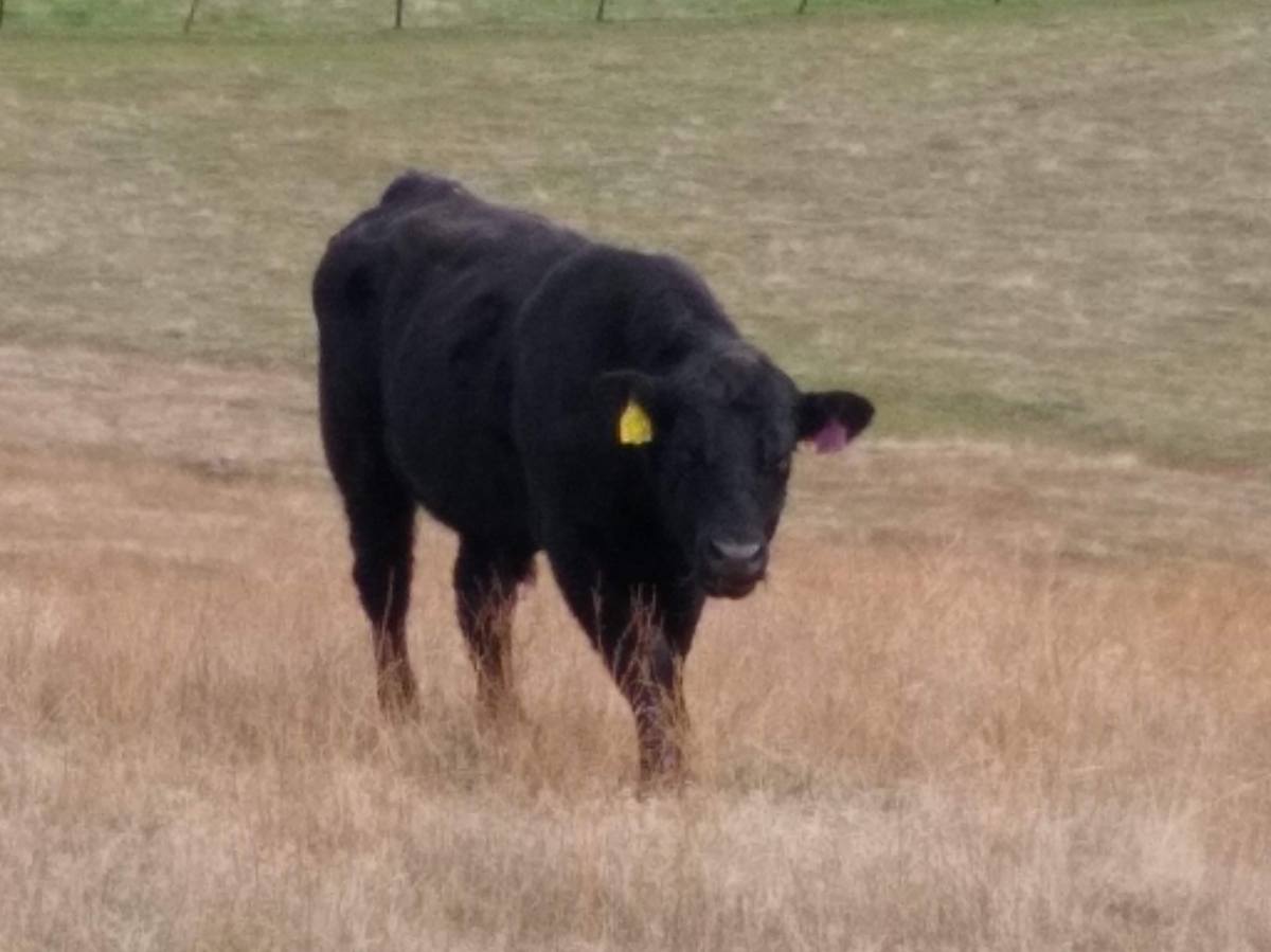 Branch Fence Bust and the Boys are Back in&nbsp;Town