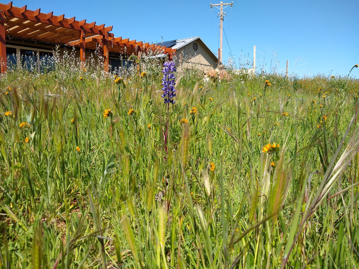 The ABCDs of Walappu’ “Uuchuthuu: a. Californica, Butterflies, Color, and&nbsp;Drought