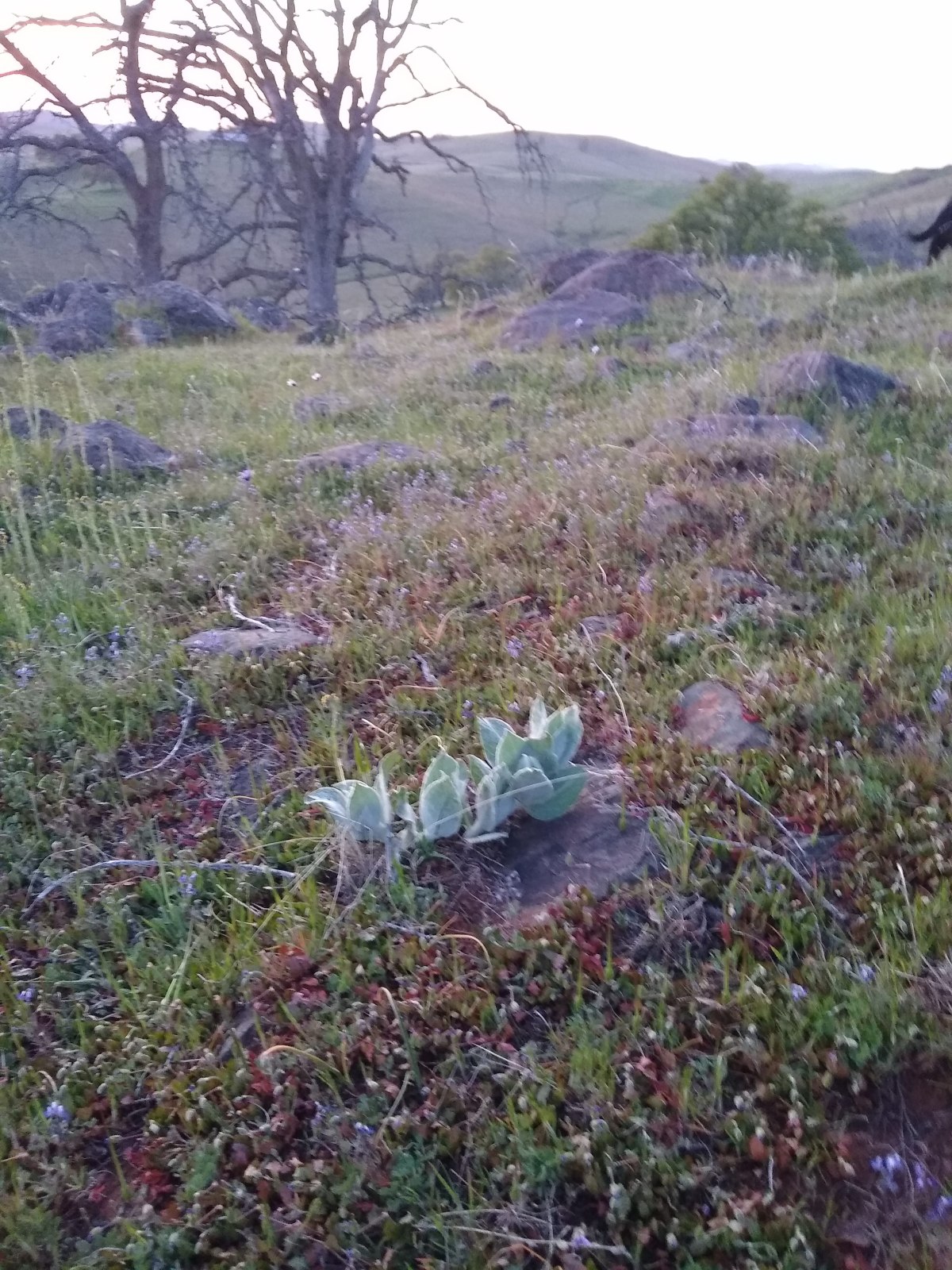 More a. Californica Spotted and Wildflower&nbsp;Whiplash