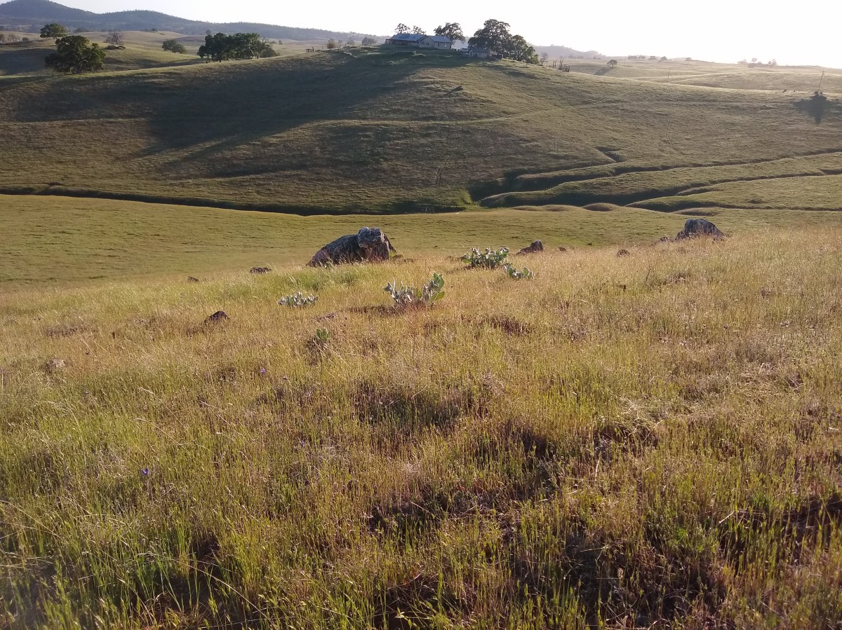 a. Californica Obsession and Fencing – So Much&nbsp;Work…