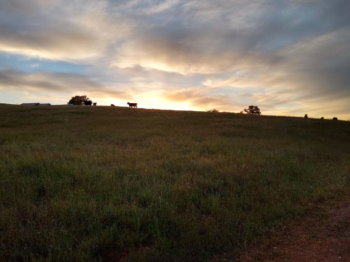 From Green to Yellow Overnight. Branch Fence Fail. Drought Takes Over. Ode to a&nbsp;Beagle.