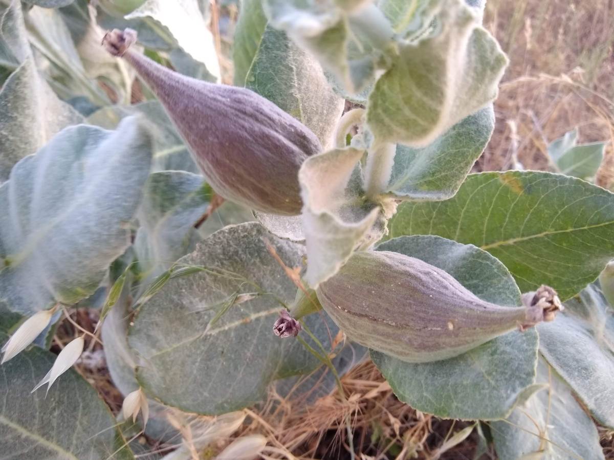 Of Abigail Adams, Drought and&nbsp;Failure