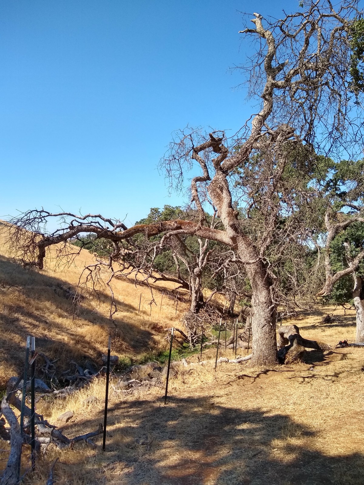 Hazard Branches. Grasshopper Death March. Washington Post Comes a&nbsp;Calling.