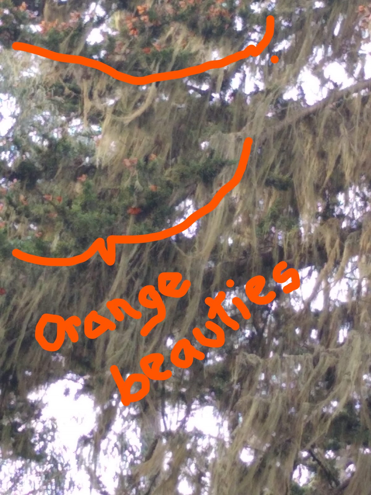 Monarchs Bounce Back a Bit and Preparing for the Next&nbsp;Push