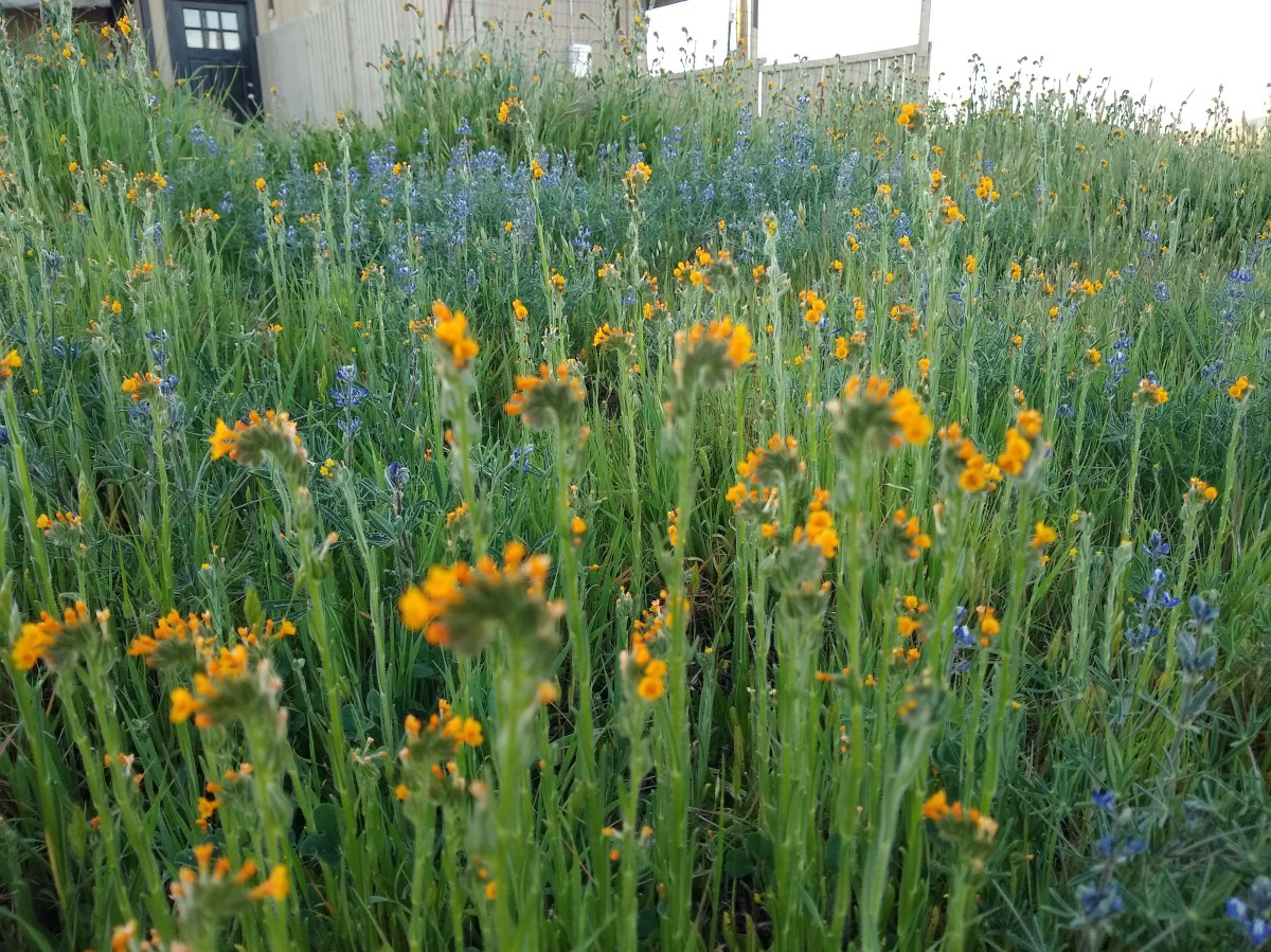 Wildflowers, A. Californica Emerges, Drought and Handing&nbsp;Off