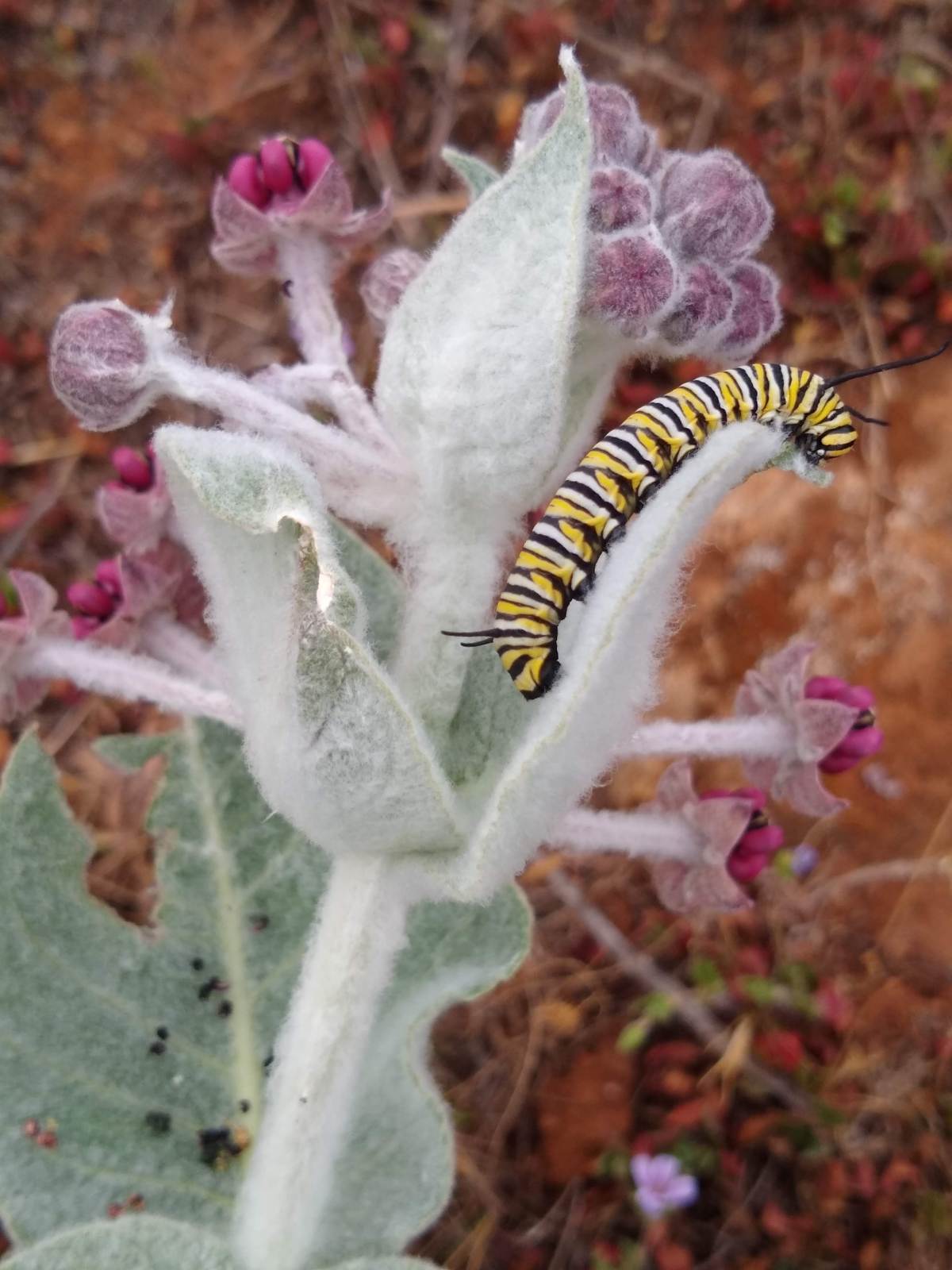 Cow Standoff – Babies Under&nbsp;Threat