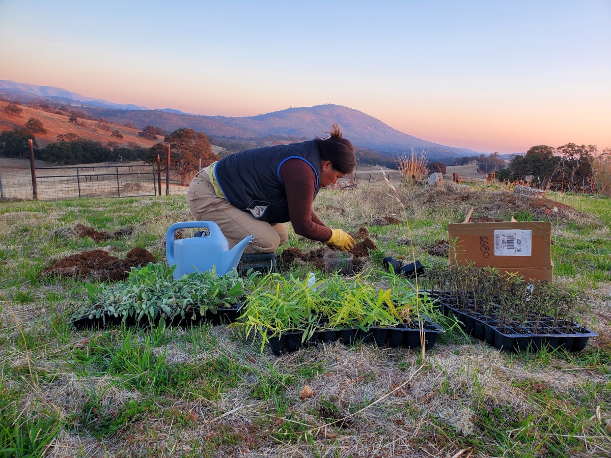 November: Rain to Cold to Warm Again with Cold Nights and Dry. Blooms, Butterflies (still) and Falling&nbsp;Trees