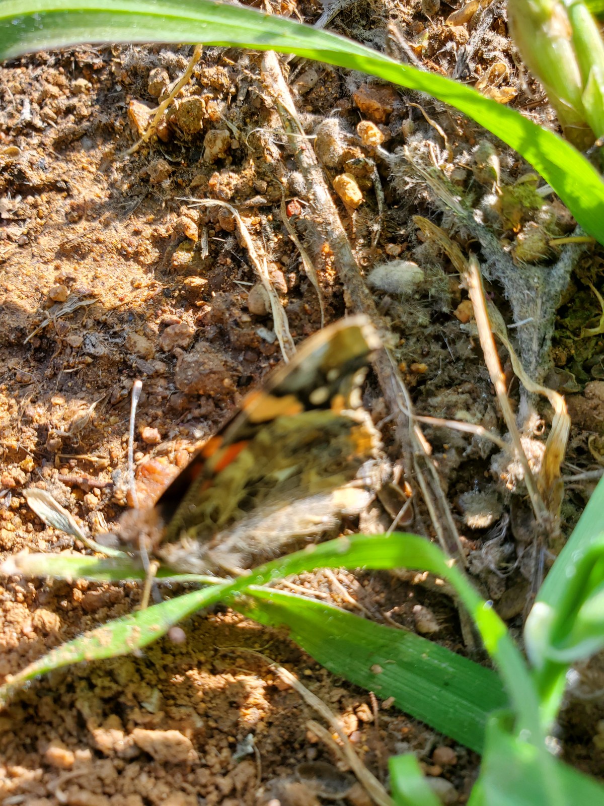 Rest-time is Over | Flowers Emerge | First Butterfly&nbsp;Spotted