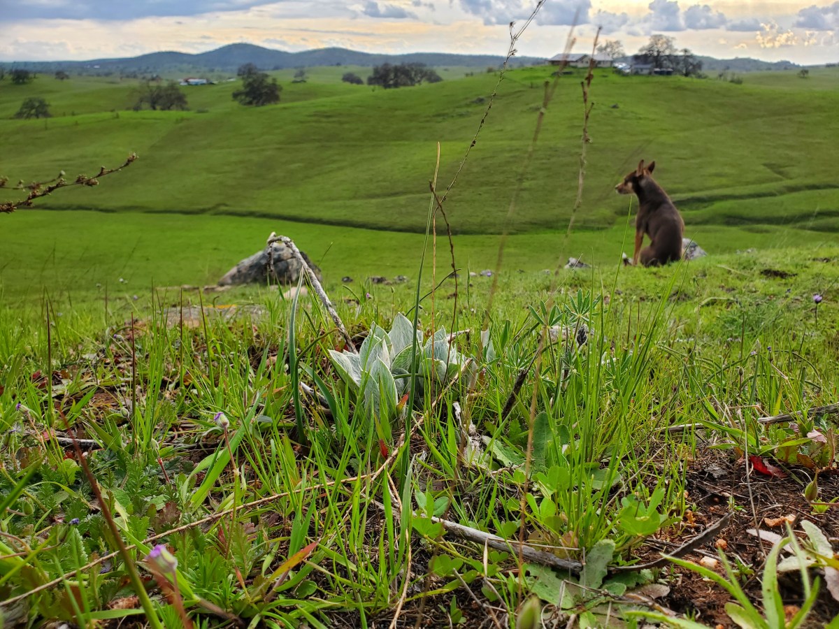 California Milkweed Emerges: Freakout Mode ->&nbsp;Engaged!