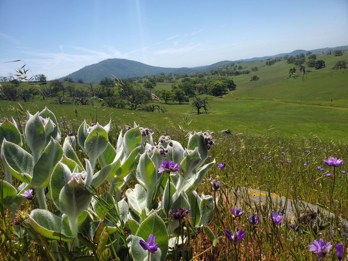Waiting For Monarchs. More California Milkweed and&nbsp;Visitors.