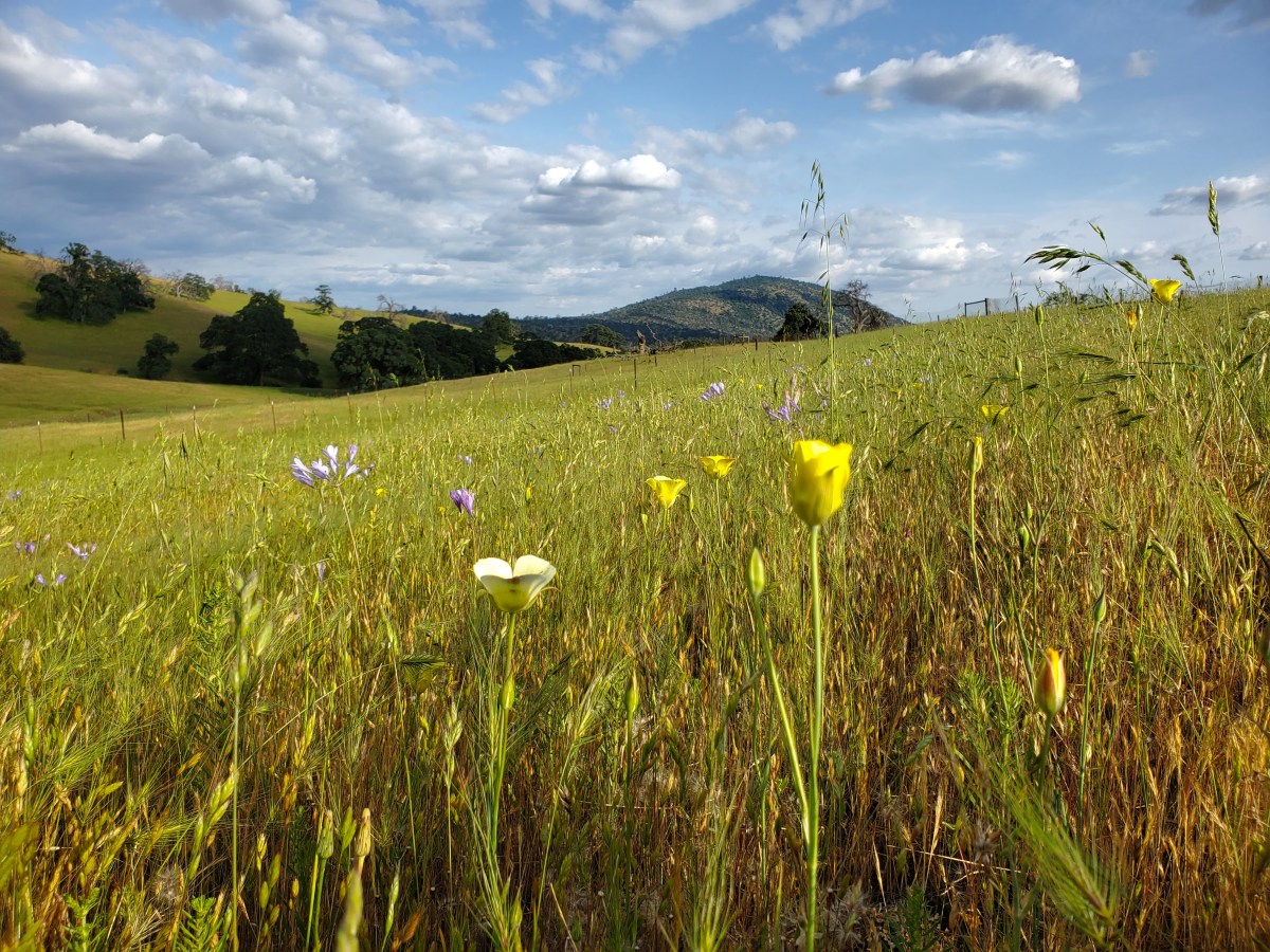 More Tragedy. Bumbles. No Monarchs…Yet.