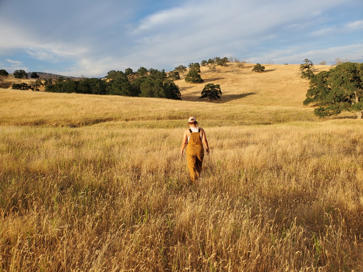 Bright Sides Despite a Spring Without&nbsp;Butterflies