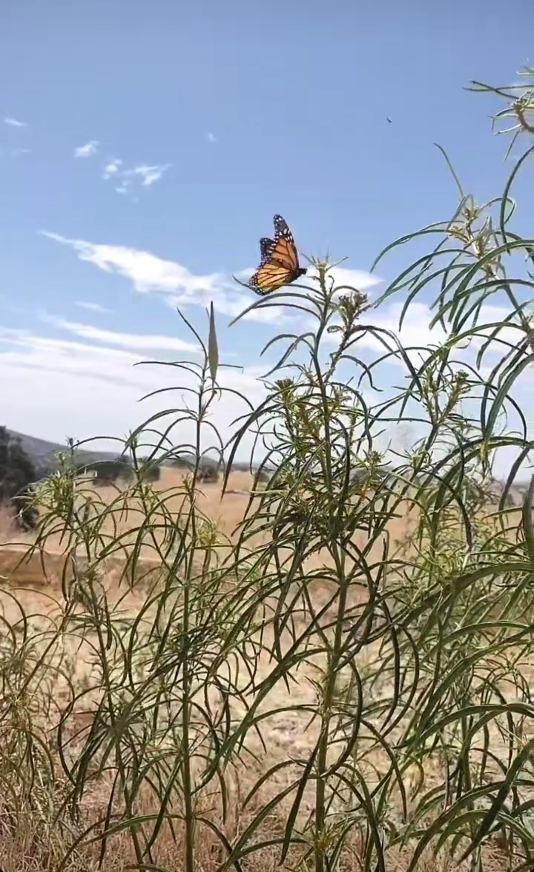 Monarchs Stop By and Re-Emergence