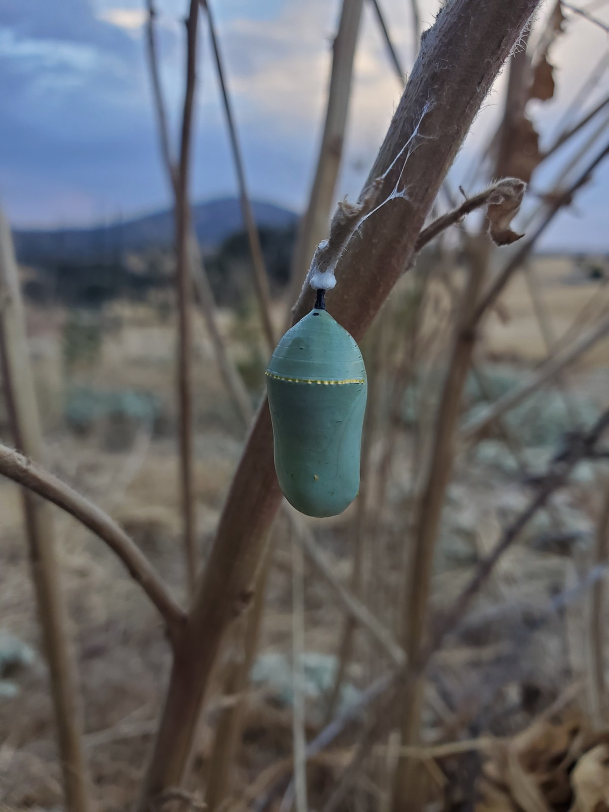 A Beautiful Sculpture in the&nbsp;Garden