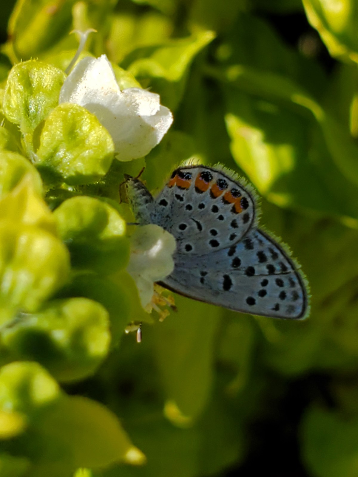 Warm November Means More Butterflies, Bees and&nbsp;Blooms