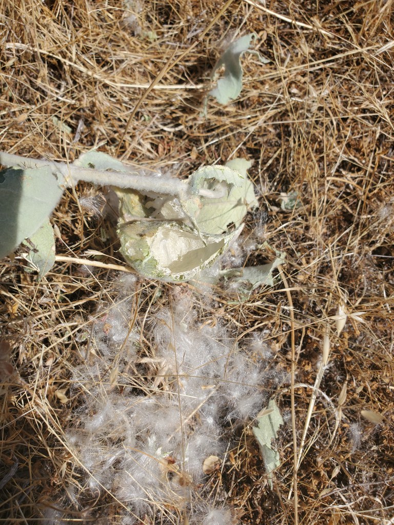 Destroyed a californica seedpod