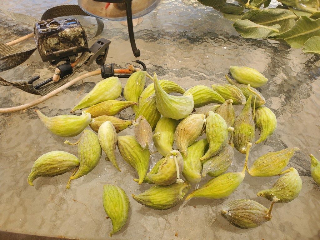 Pile of a californica seed pods spread out on glass patio table