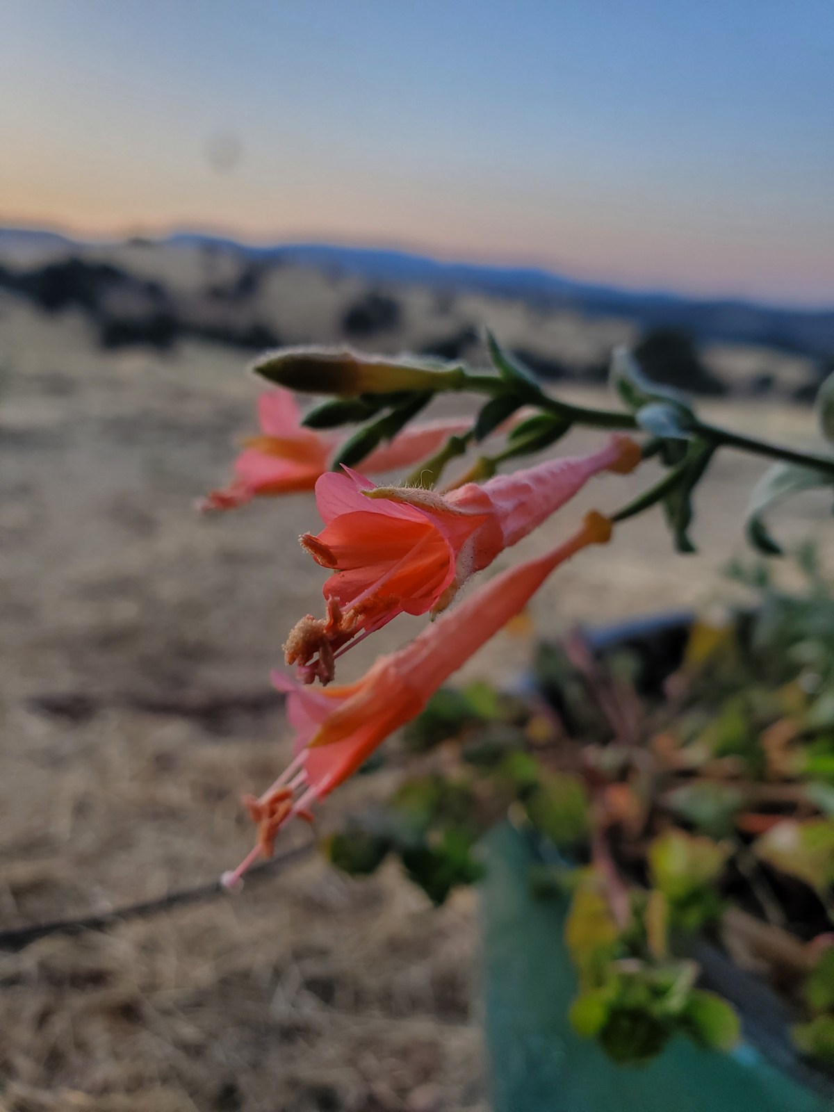 Flowers, Oaks and Rangeland&nbsp;Care