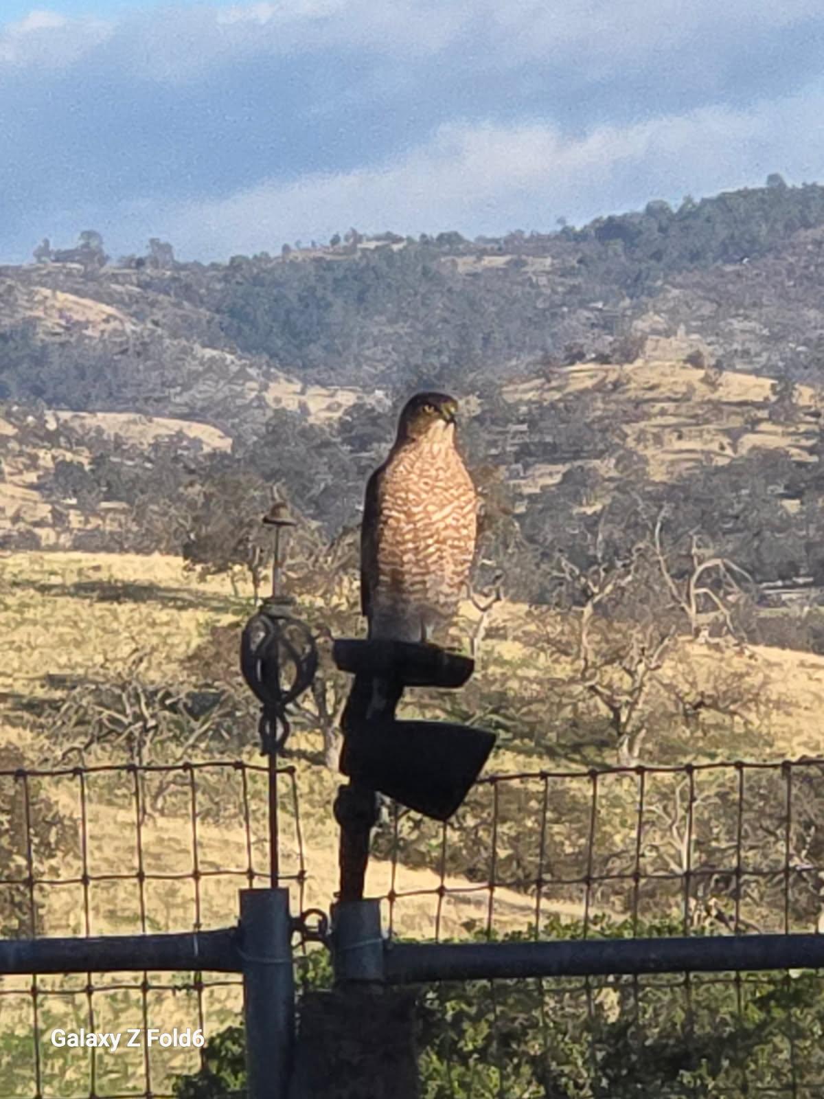Milkweed Establishes in Creek After 5 Years | High Workload | Cow&nbsp;Break-Out
